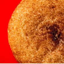 Load image into Gallery viewer, Classic Cinnamon Snickerdoodle Cookies 2Pac